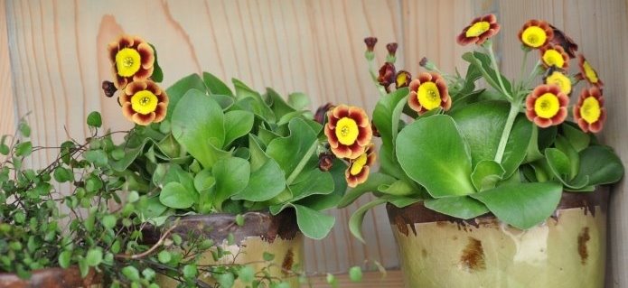 004Blumenladen_Pflanzen_ZimmermannFlaach_Flaach